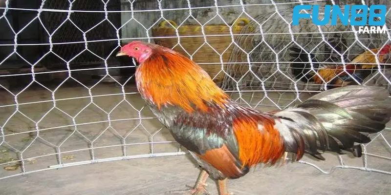 2-luu-y-quan-trong-trong-cach-nuoi-ga-da