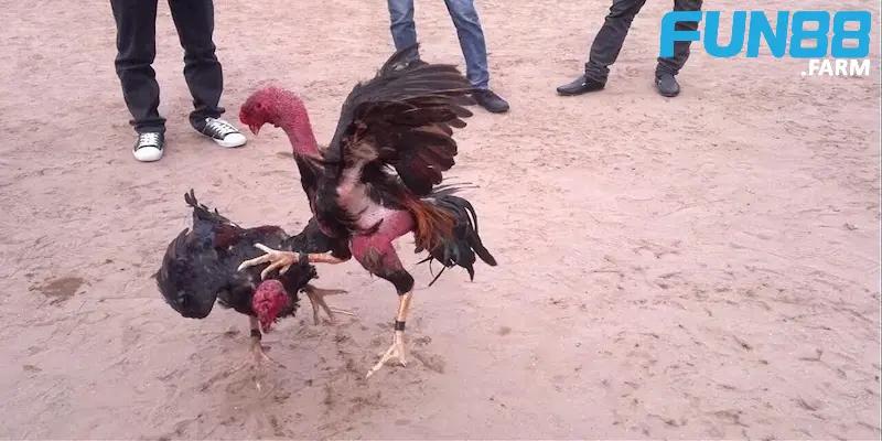 3-sai-lam-can-tranh-khi-huan-luyen-ga-choi