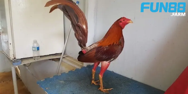 cach-chon-ga-cuban-de-tham-gia-ca-cuoc