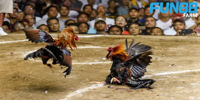 cach-huan-luyen-ga-choi-anh-dai-dien