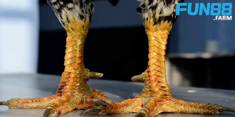 cach-len-cua-ga-anh-dai-dien