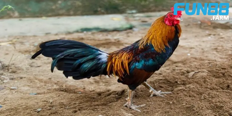 cach-nuoi-ga-da-anh-dai-dien