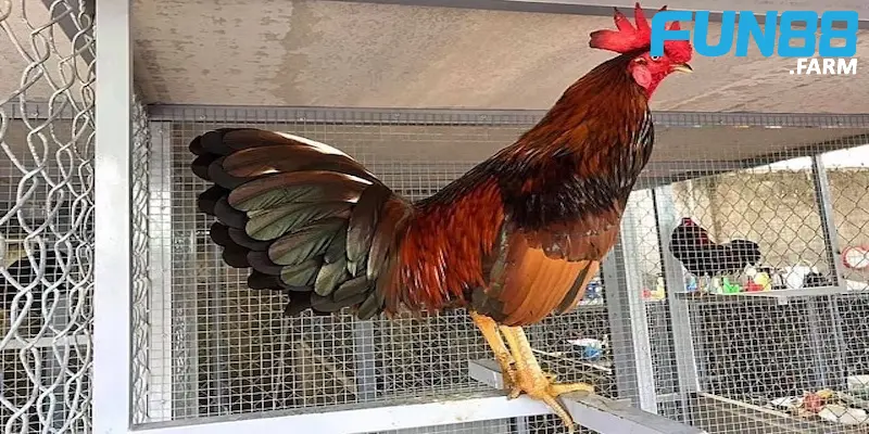 che-do-phoi-nang-cho-ga-da-quan-trong-nhat