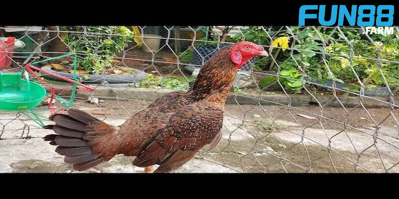 ga-cuban-anh-dai-dien