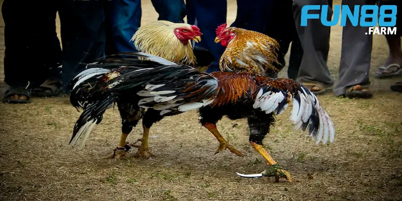 huong-dan-cach-huan-luyen-ga-choi-voi-dinh-duong