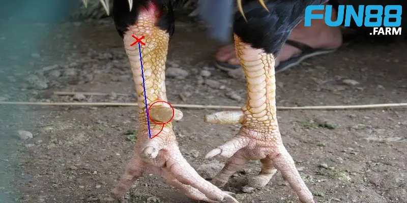 huong-dan-cach-len-cua-ga-chuan-nhat