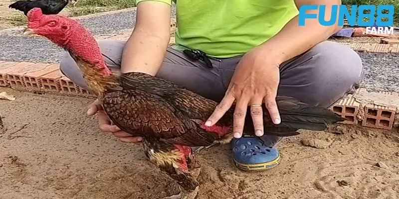 huong-dan-huan-luyen-ga-choi-theo-giai-doan