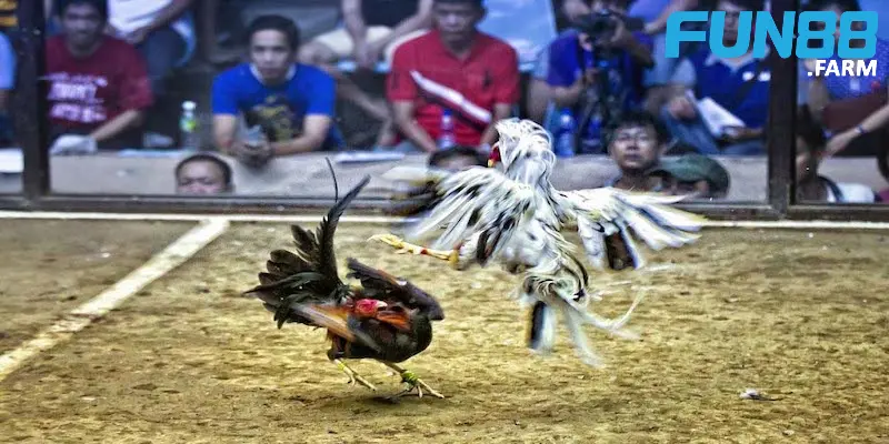 kinh-nghiem-cuoc-da-ga-anh-dai-dien