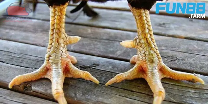 meo-chon-cua-ga-chuan-nhat