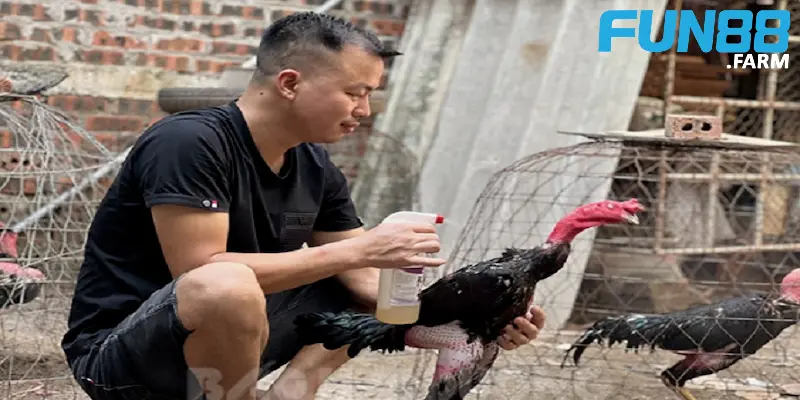 nhung-khia-canh-quan-trong-trong-cach-nuoi-ga-da