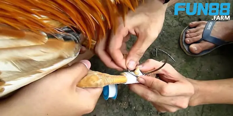 thong-tin-cac-loai-cua-ga